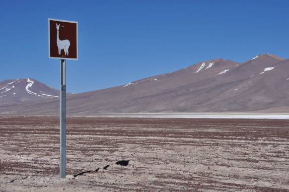 Aviso de vicunhas no Parque Nacional Nevado Tres Cruces, região do Paso San Francisco, próximo à Copiapo, no Chile